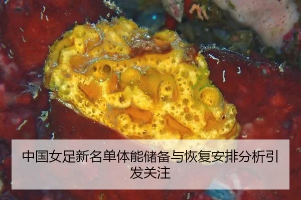 zhong-guo-nv-zu-xin-ming-dan-ti-neng-chu-bei-yu-hui-fu-an-pai-fen-xi-yin-fa-guan-zhu-2-180.jpg